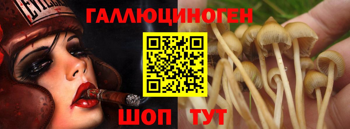 Кимры  Псилоцибиновые грибы мицелий  Вход с VPN  Галлюциногенные грибы Psilocybe 